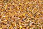 USA, Wisconsin, Chequamegon-Nicolet National Forest. Fallen maple leaves in forest. Art Print